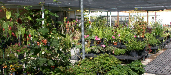 UCSC Greenhouse